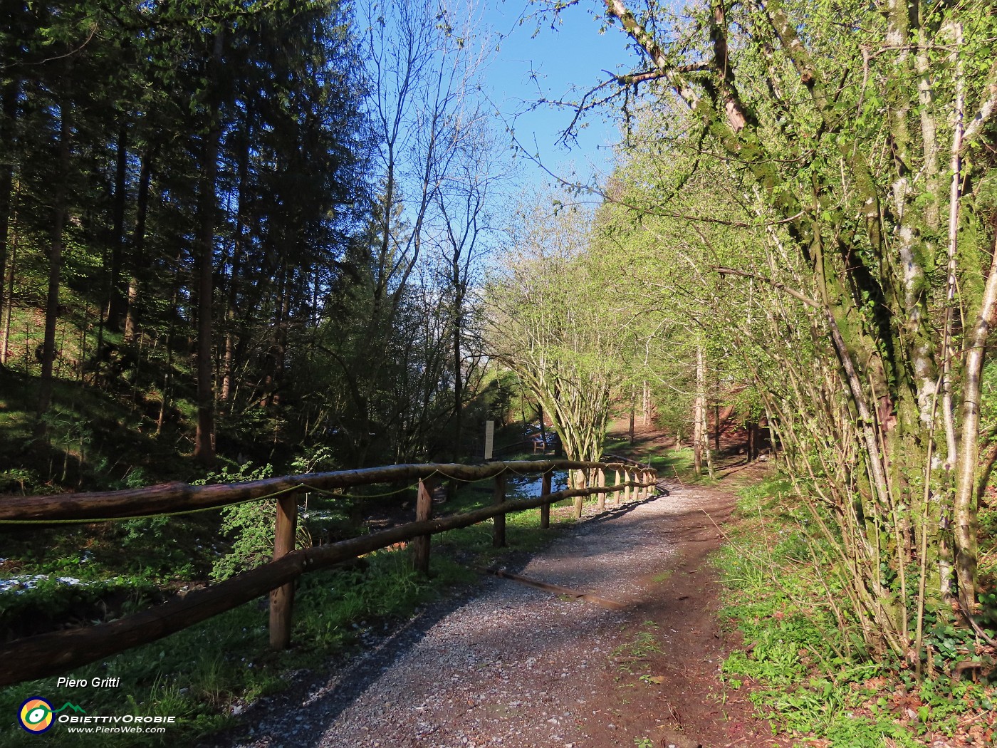 11 Breve discesa nel bosco.JPG